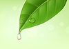 Hoja verde con gota de aceite esencial o salpicaduras de agua | Ilustración vectorial