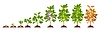 Soy plant growth stages, soybean crop, soya beans