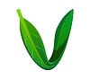 Vector clipart: Nature green leaf font, ecology typeset letter V