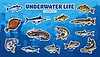 Vector clipart: Sketch sea fish stickers, fishing sport or seafood