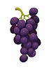 Vector clipart: Bunch of glossy, purple grapes with green stem