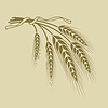 ID 5390565 | Spikelets of wheat tied with ribbon on beige | Stock Vector Graphics ID 5390565 | Spikelets of wheat tied with ribbon on beige | Stock Vector Graphics | CLIPARTO
