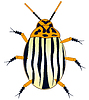 Vector clipart: Insect potato bug is insulated