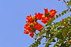 Árbol de tulipán | Foto de stock