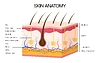 Human skin anatomy medical infographics