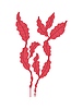 Vector clipart: Seaweed algae of sea coral reef, underwater kelp