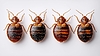 Four bedbugs in row. Pest control and bug | Stock Foto
