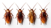 Four cockroaches in row. Pest control and bug | Stock Foto