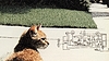 Photo 300 DPI: Vintage magazine portrait of cat with soft film