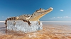 Krokodil ruht auf schmelzendem Eiswürfel bei Sonnenschein | Stock Illustration