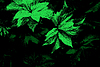Vector clipart: Summer leaves frame in retro dotwork style.