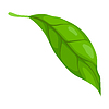 Vector clipart: leaf. Spring or summer stylized foliage