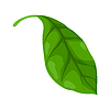 Vector clipart: leaf. Spring or summer stylized foliage