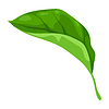 Vector clipart: leaf. Spring or summer stylized foliage