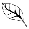 Vector clipart: leaf. Spring or summer stylized foliage