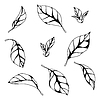 Vector clipart: Set of leaves. Spring or summer stylized foliage