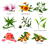 Vector clipart: Medicinal plants and flavors. Magnolia, calendula