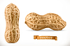 Vector clipart: Peanut. 3d realistic icon
