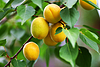 Ripe large yellow apricots hang on branch with gree | Stock Foto