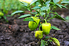 Grüner Pfeffer | Stock Foto