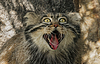 Gato Pallas (Otocolobus manul), también conocido como | Foto de stock