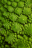 Свежая брокколи романеско (Brassica oleracea) в  | Фото