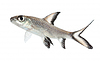 Bala Shark or Silver Shark (Balantiocheilus | Stock Foto