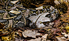 Gabunviper (Bitis gabonica), auch Gabun genannt | Stock Foto