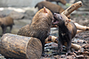 Perro de monte (Speothos venaticus) en la naturaleza. Perros de monte | Foto de stock