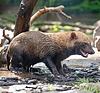 Perro de monte (Speothos venaticus) en la naturaleza. Perros de monte | Foto de stock