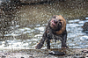 Perro de monte (Speothos venaticus) en la naturaleza. Perros de monte | Foto de stock