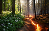 Bosque de pinos antes y después del incendio. ecología, medio ambiente | Foto de stock
