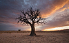Konzept Dürre, Klimawandel. trockener Baum in der Wüste | Stock Foto
