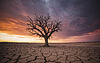 Konzept Dürre, Klimawandel. trockener Baum in der Wüste | Stock Foto