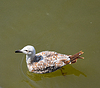 La gaviota tranquila flota suavemente sobre la superficie del Danubio | Foto de stock