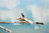 Großer Kormoran auf Holzstamm in sonniger Flussszene | Stock Foto