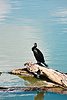 Cormorant bird standing proudly on weathered river | Stock Foto