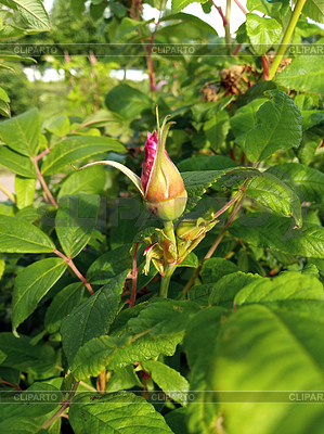 Rosa Hagebutten Blume | Foto mit hoher Auflösung |ID 7382029