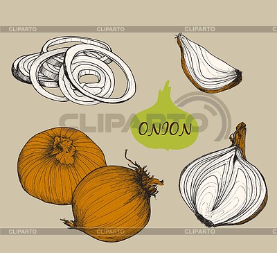 Cebolla. Fs Set | Ilustración vectorial de stock |ID 5101730