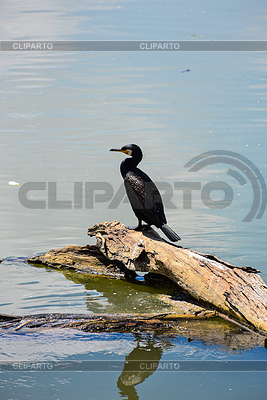 Great cormorant standing on floating driftwood in | High resolution stock photo |ID 7656112