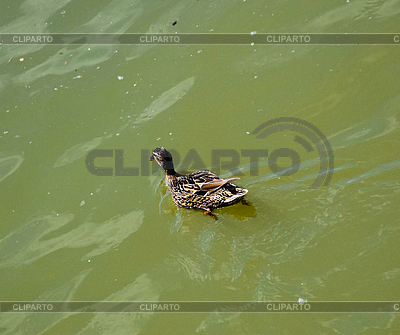 Peaceful duck floats Danube, sunlight dances on | High resolution stock photo |ID 7656323