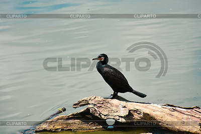 Pájaro cormorán negro balanceándose en el tronco de un árbol en | Foto de alta resolución |ID 7656962