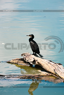 Cormorán pacífico en el tronco de un árbol medio hundido en | Foto de alta resolución |ID 7657607