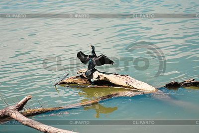 River cormorant spreads Its wings on rotten tree | High resolution stock photo |ID 7657609