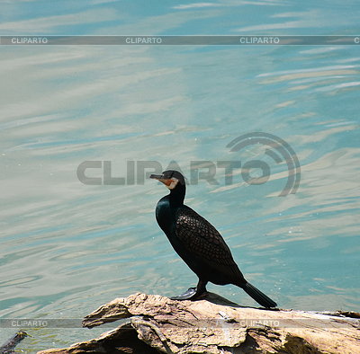 Gran pájaro cormorán en el tronco, río tranquilo | Foto de alta resolución |ID 7658175