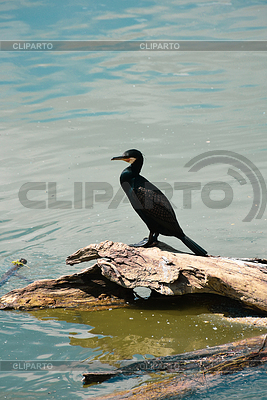 Majestätischer Kormoran thront auf altem Stamm in hellem | Foto mit hoher Auflösung |ID 7658178