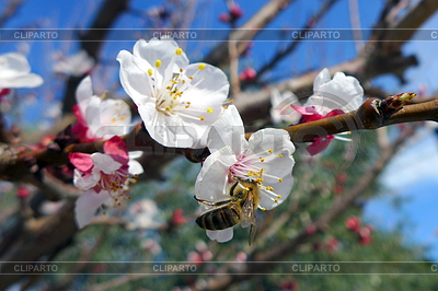 Bee on apple flower | High resolution stock photo |ID 5632850