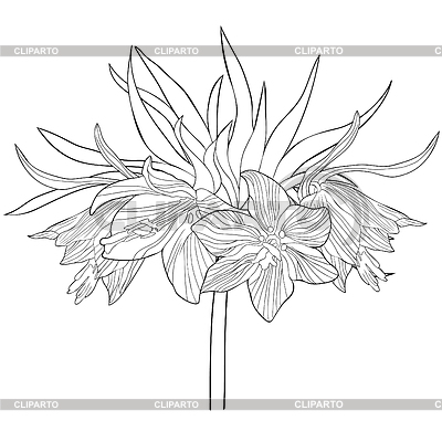 Färbung Fritillaria imperialis Blumenparadies | Stock Vektorgrafik |ID 6550546